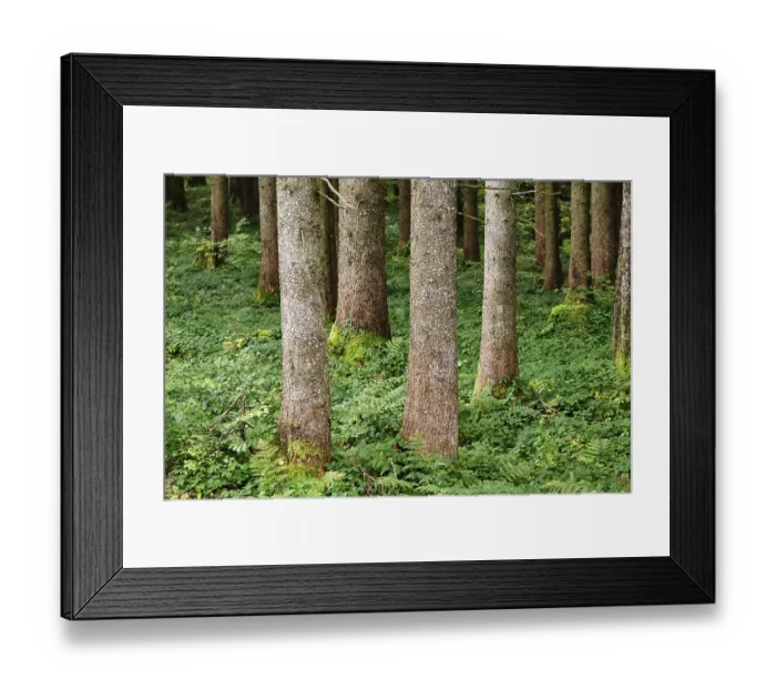 Framed Print : Tree trunks in a forest with green vegetation on the ground