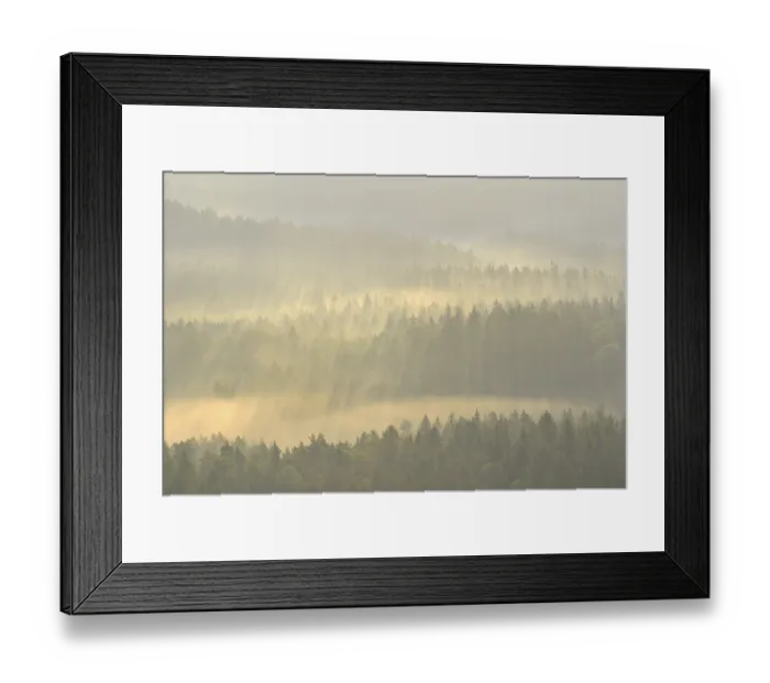 Framed Print : Mist rising from the forest, in the morning