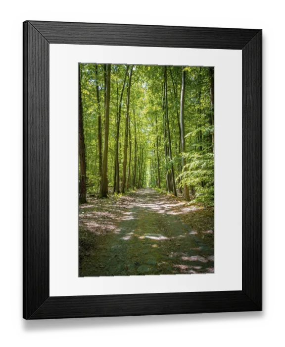 Framed Print : Hiking trail through a mixed forest in summer sunshine