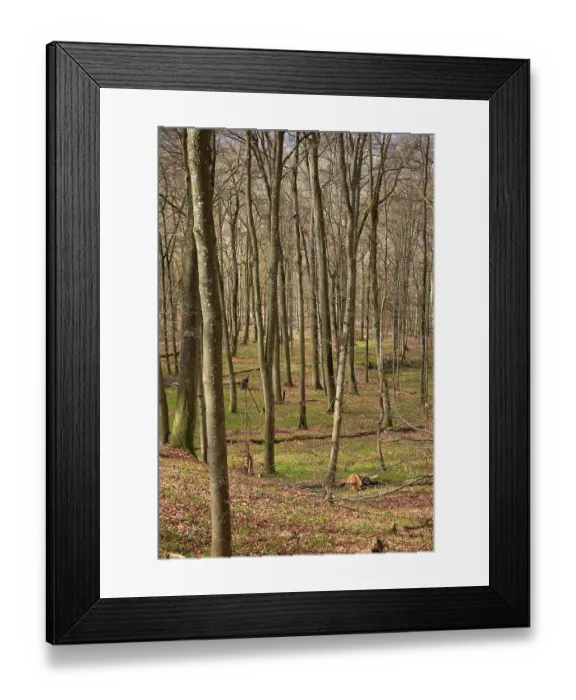 Framed Print : Leafless beech forest in autumnal mood with leaves on the ground Framed Print : Leafless beech forest in autumnal mood with leaves on the ground