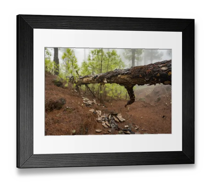 Framed Print : Fallen canary island pine (Pinus canariensis) in cloud forest Framed Print : Fallen canary island pine (Pinus canariensis) in cloud forest