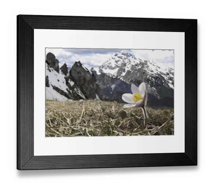 Framed Print : Anemone vernalis, Spring Pasqueflower flowering Framed Print : Anemone vernalis, Spring Pasqueflower flowering