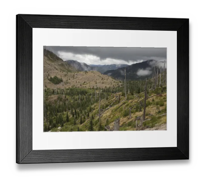 Framed Print : View of burnt coniferous forest habitat Framed Print : View of burnt coniferous forest habitat