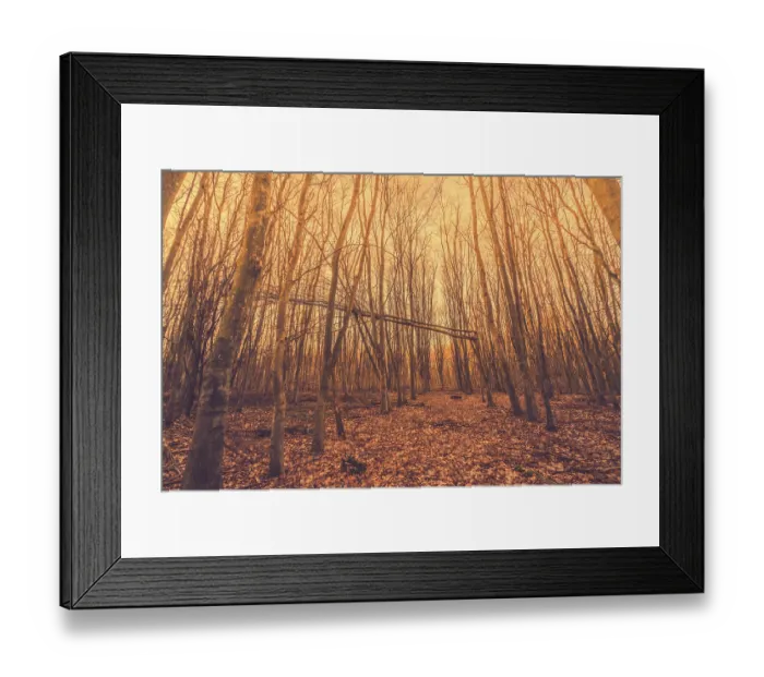 Framed Print : Broken tree in a forest in the sunrise Framed Print : Broken tree in a forest in the sunrise
