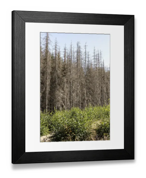 Framed Print : Many dead spruce trees still stand in the forests Framed Print : Many dead spruce trees still stand in the forests