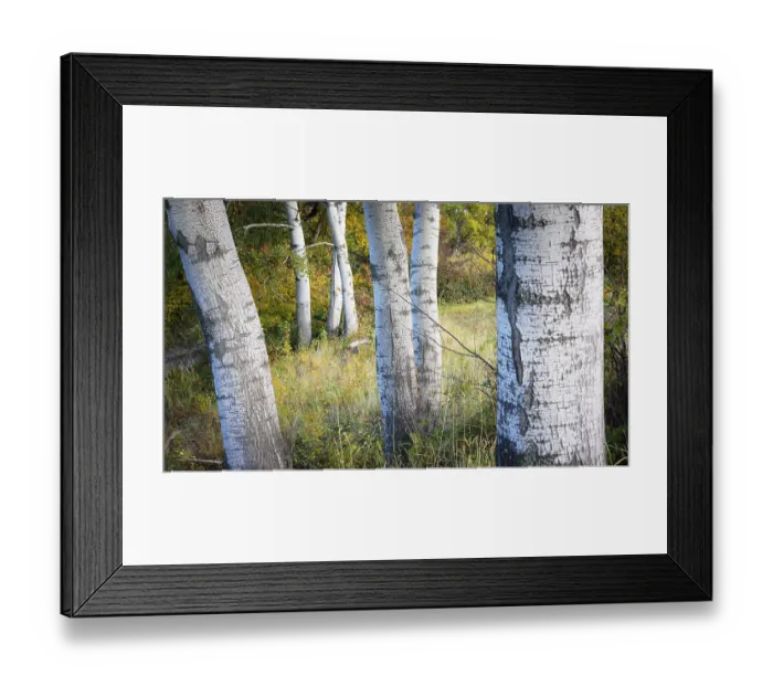 Framed Print : Birch forest Framed Print : Birch forest