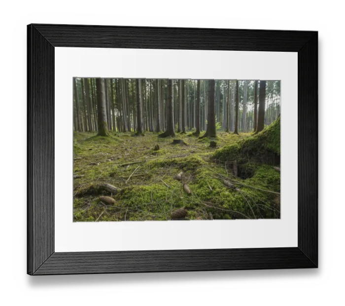 Framed Print : Green forest with moss and pine cones Framed Print : Green forest with moss and pine cones
