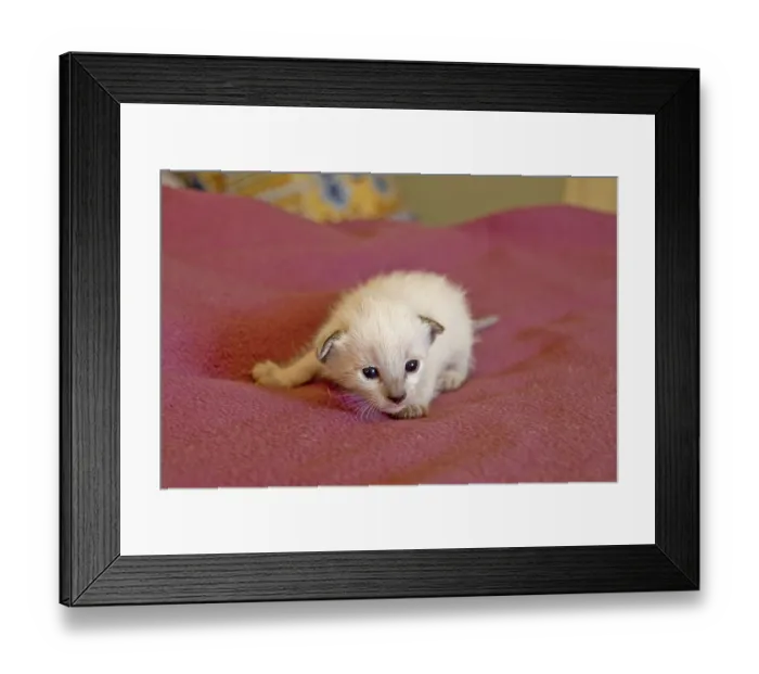 Framed Print : Siamese cats, kittens, 2 weeks Framed Print : Siamese cats, kittens, 2 weeks