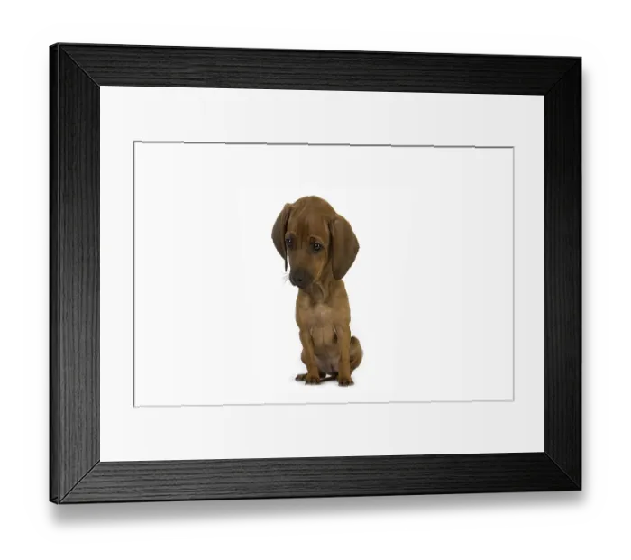 Framed Print : Rhodesian Ridgeback Dog, 3 Months old Pup sitting against White Background Framed Print : Rhodesian Ridgeback Dog, 3 Months old Pup sitting against White Background