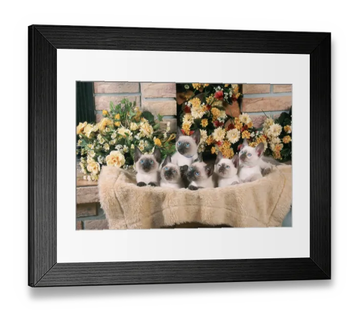 Framed Print : Classic Siamese, kitten, 9 weeks