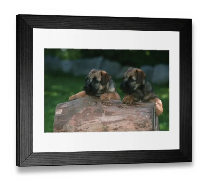 Framed Print : Border Terrier puppies Framed Print : Border Terrier puppies