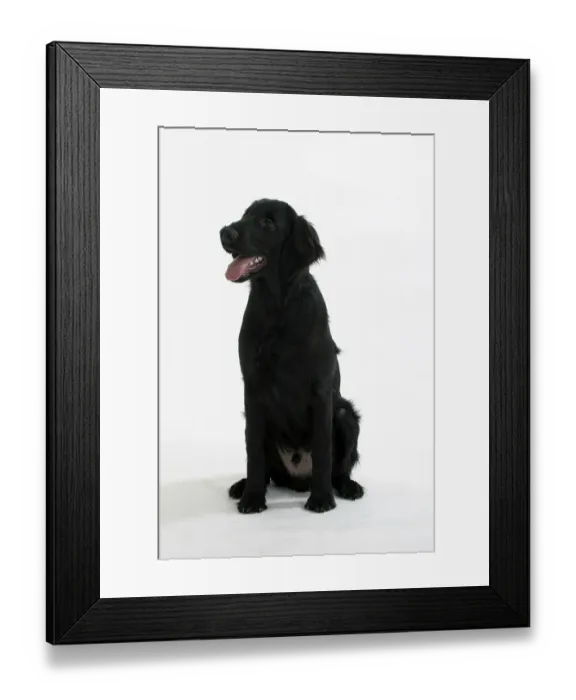 Framed Print : Flat-coated Retriever, 6 month