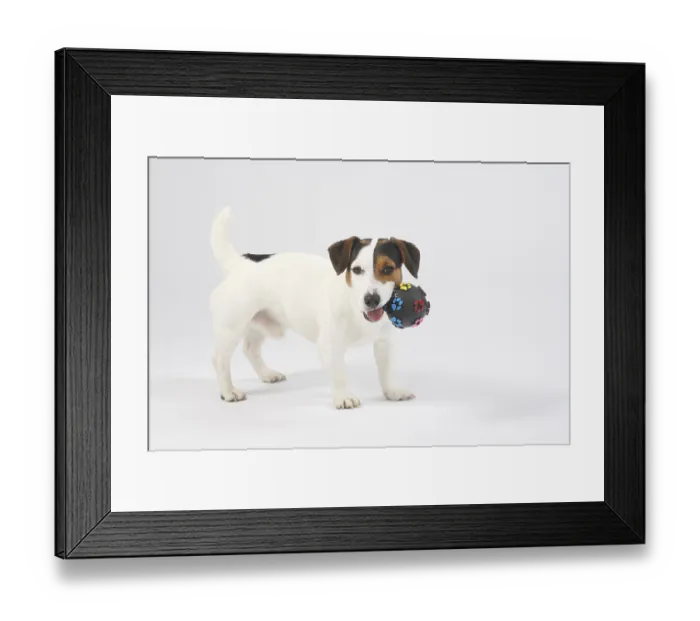 Framed Print : Jack Russell Terrier with ball, toy, male dog Framed Print : Jack Russell Terrier with ball, toy, male dog