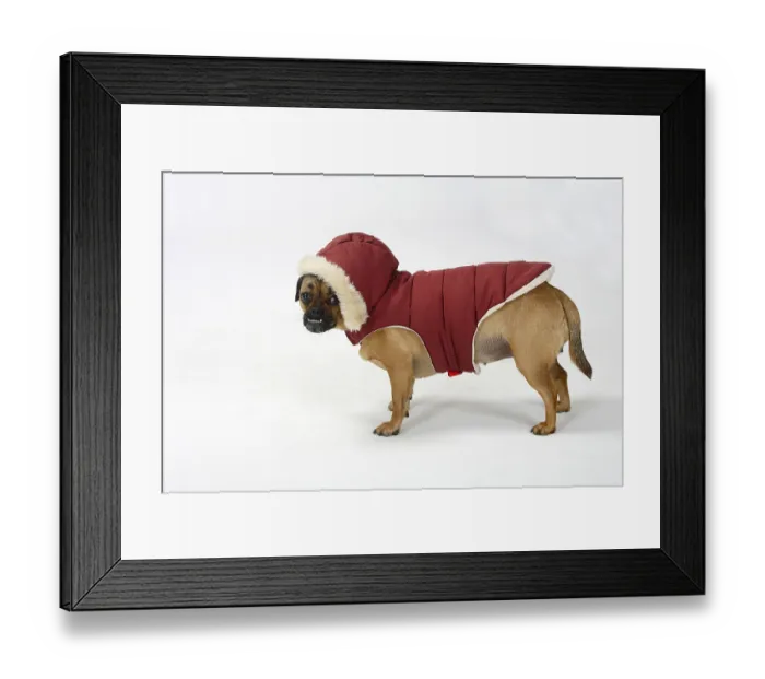 Framed Print : Mixed breed dog (dachshund-pug mix)