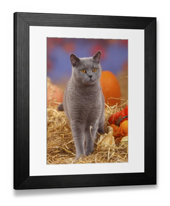 Framed Print : British shorthair cat, blue, tomcat Framed Print : British shorthair cat, blue, tomcat