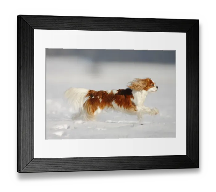 Framed Print : Cavalier King Charles Spaniel, Blenheim, Page