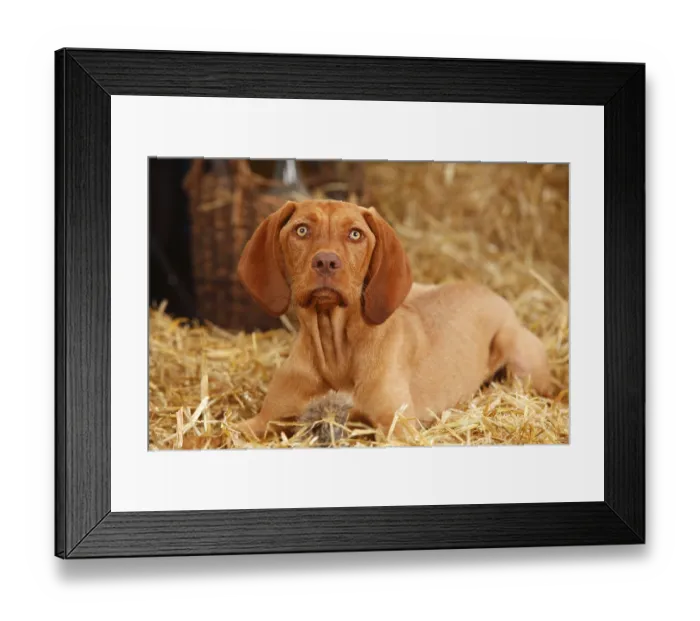 Framed Print : Wirehaired Hungarian Pointers, Bitch