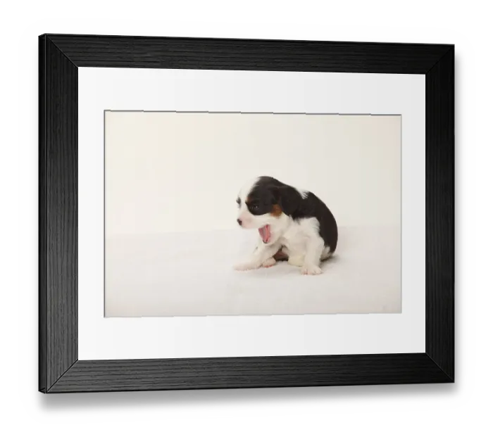 Framed Print : Cavalier King Charles Spaniel, puppy Framed Print : Cavalier King Charles Spaniel, puppy