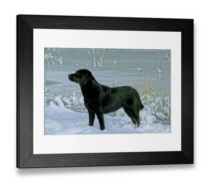 Framed Print : Labrador, Labrador Retriever, retrieving dogs Framed Print : Labrador, Labrador Retriever, retrieving dogs