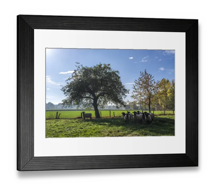 Framed Print : Wild sheep (Ovis) in a meadow Framed Print : Wild sheep (Ovis) in a meadow
