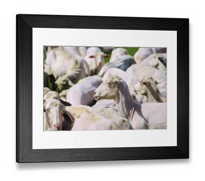 Framed Print : Sheep, sheep 30 Framed Print : Sheep, sheep 30