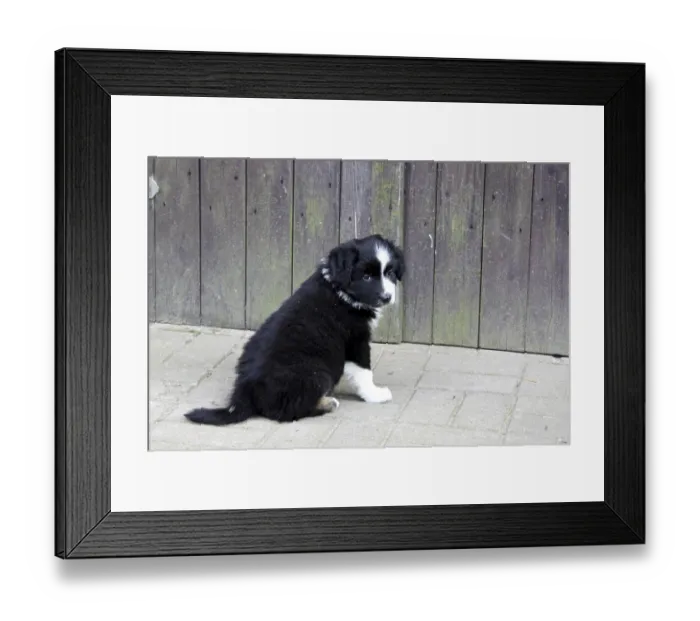 Framed Print : Australian Shepherd puppy Framed Print : Australian Shepherd puppy