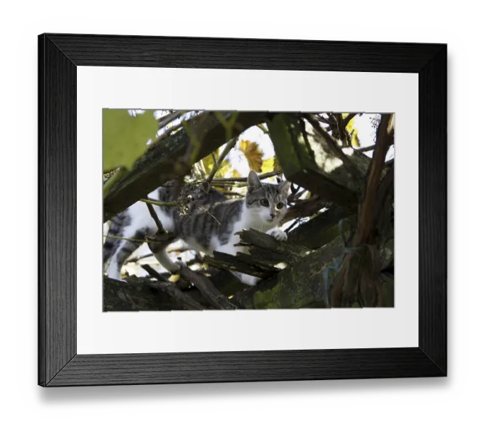 Framed Print : Cat climbs in wild wine Framed Print : Cat climbs in wild wine