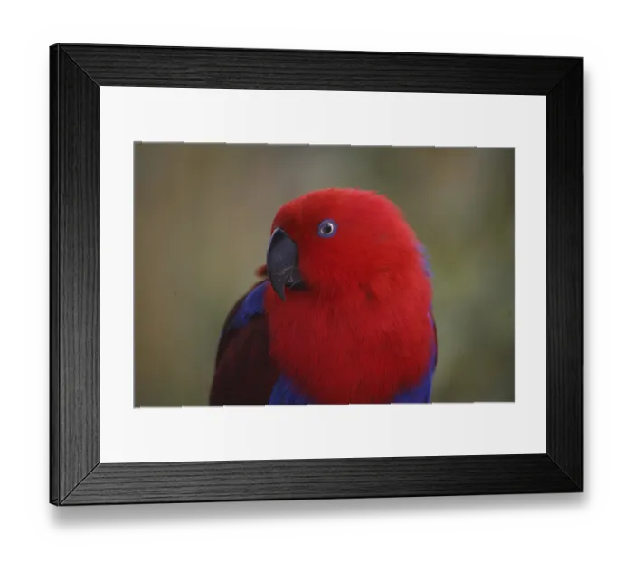 Framed Print : Eclectus roratus (female), the male is completely different in colour (green with red flanks and yellow upper bill)