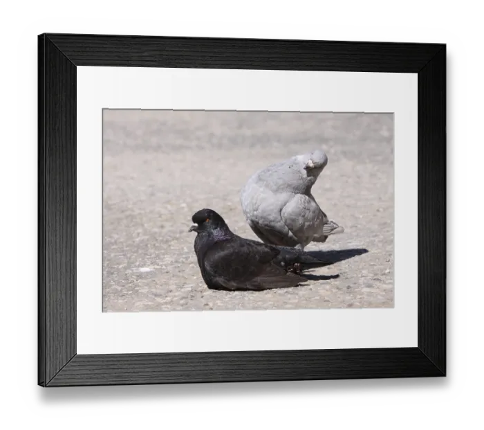Framed Print : Modena Pigeon Framed Print : Modena Pigeon
