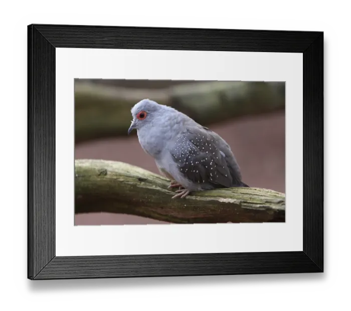 Framed Print : Diamond pigeon