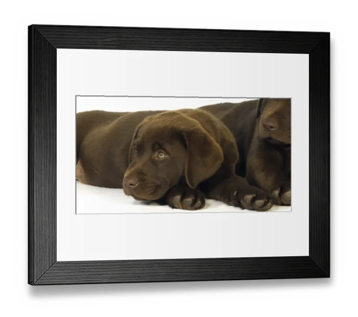Framed Print : Brown Labrador Retriever, Puppies on White Background