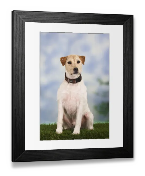 Framed Print : Parson-Russell-Terrier Framed Print : Parson-Russell-Terrier