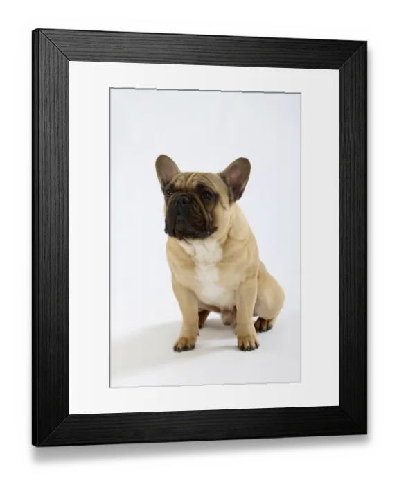 Framed Print : French Bulldog, Male