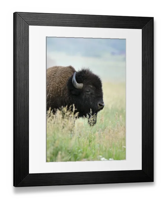 Framed Print : American Bison (Bison bison), Grand Teton National Park Framed Print : American Bison (Bison bison), Grand Teton National Park