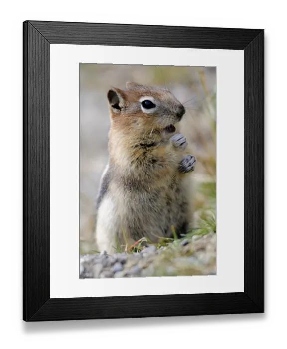 Framed Print : Banff National Park, Alberta (Citellus lateralis) Framed Print : Banff National Park, Alberta (Citellus lateralis)