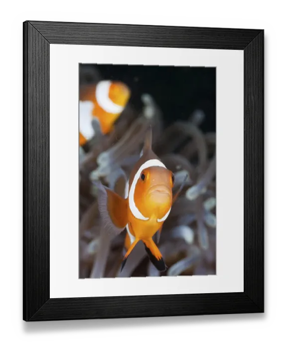 Framed Print : Orange skunk clownfish, Amphiprion ocellaris
