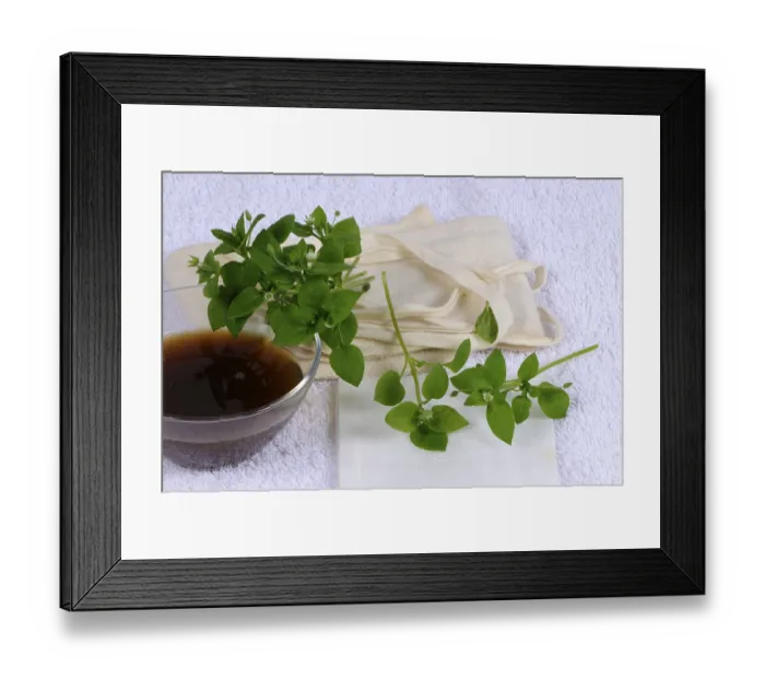 Framed Print : Chickweed tincture, for poultice and compress