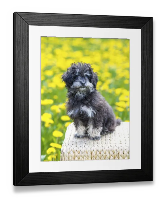 Framed Print : Toy Poodle, or Teacup Poodle, black and tan