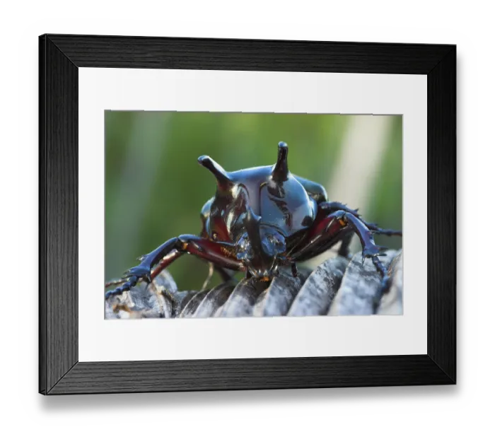 Framed Print : Rhinoceros beetle, Tangkoko Nature Reserve Framed Print : Rhinoceros beetle, Tangkoko Nature Reserve
