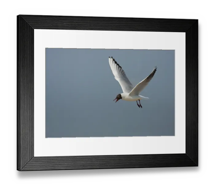 Framed Print : Black-headed gull (Chroicocephalus ridibundus) Framed Print : Black-headed gull (Chroicocephalus ridibundus)