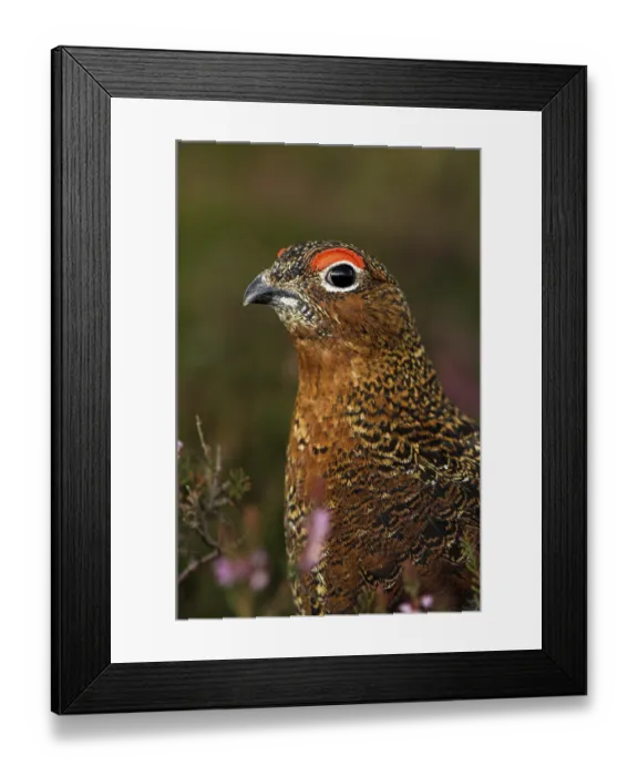 Framed Print : Red Grouse (Lagopus lagopus scoticus)
