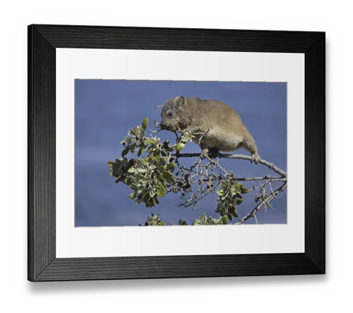 Framed Print : Rock Hyrax (Procavia capensis)