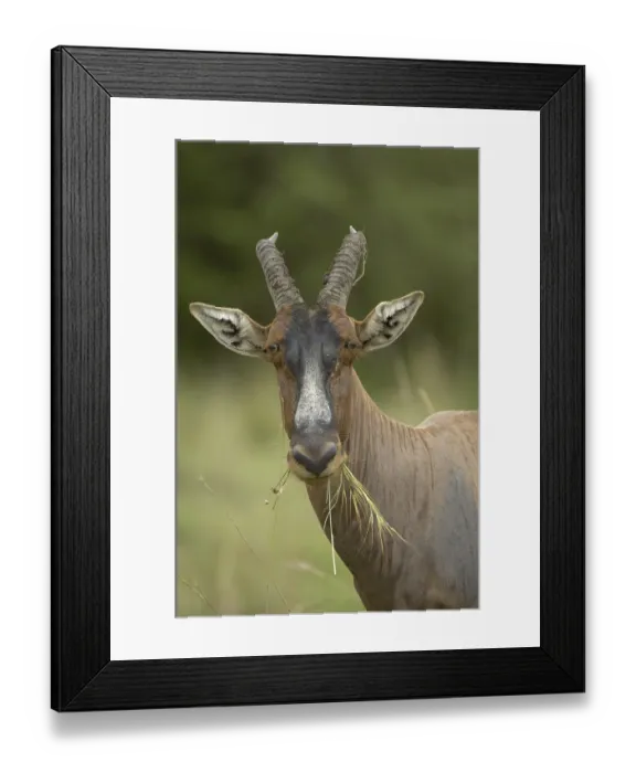 Framed Print : Common Tsessebe (Damaliscus lunatus) Framed Print : Common Tsessebe (Damaliscus lunatus)
