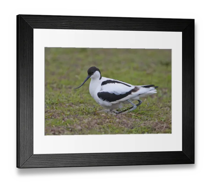 Framed Print : Eurasian Avocet (Recurvirostra avosetta)