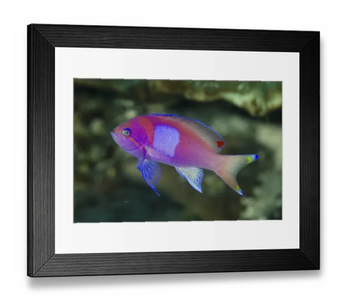 Framed Print : Squarespot Anthias (Pseudanthias pleurotaenia) Framed Print : Squarespot Anthias (Pseudanthias pleurotaenia)