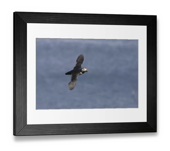 Framed Print : Atlantic Puffin (Fratercula arctica) adult
