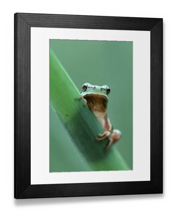 Framed Print : Striped mediterranean tree frog (Hyla meridionalis) Framed Print : Striped mediterranean tree frog (Hyla meridionalis)