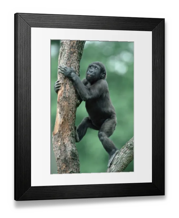 Framed Print : Young Western Gorilla (Gorilla gorilla gorilla) Framed Print : Young Western Gorilla (Gorilla gorilla gorilla)
