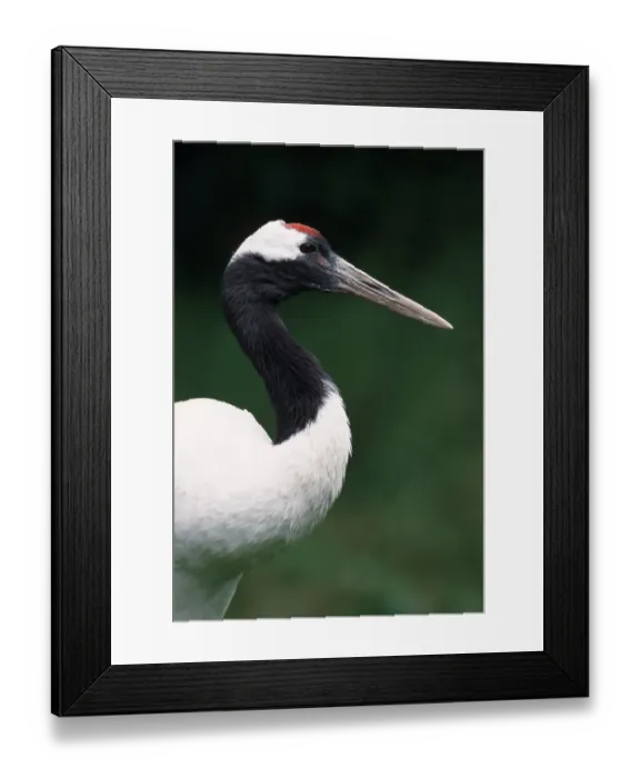 Framed Print : Japanese red-crowned crane (Grus japonensis) Framed Print : Japanese red-crowned crane (Grus japonensis)