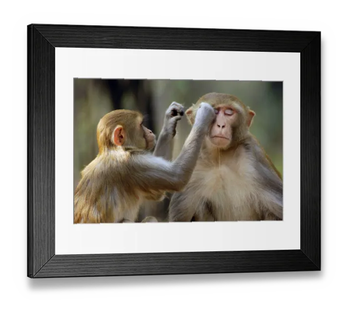 Framed Print : Rhesus macaques (Macaca mulatta) Framed Print : Rhesus macaques (Macaca mulatta)